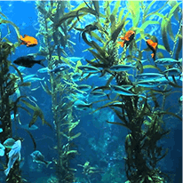 Metabo Drops Ingredients