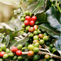 Metabo Drops Ingredients